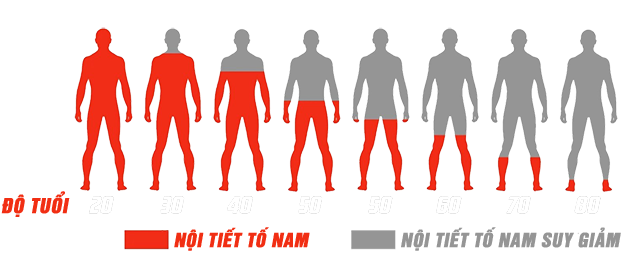 biểu đồ thống kê nội tiết tố nam